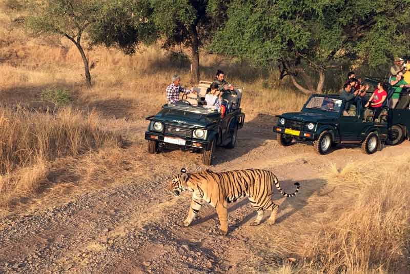 Pench and Tadoba National Park from Nagpur Tour